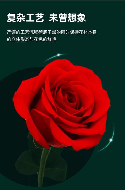 Forever Preserved Real Rose in Glass Dome Women Valentines Day Gifts Eternal Flower for Mother's Day Anniversary Birthday Good Vibrations